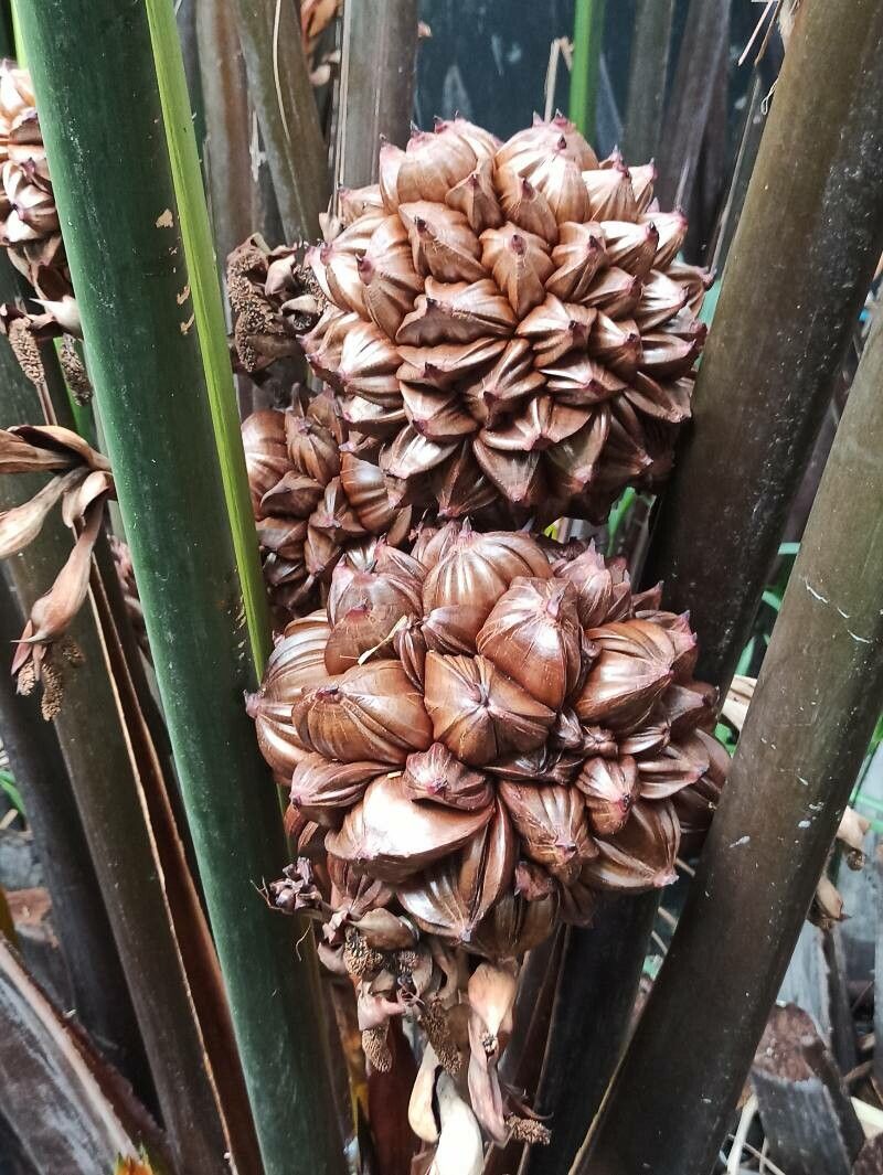 Nypa fruticans flower