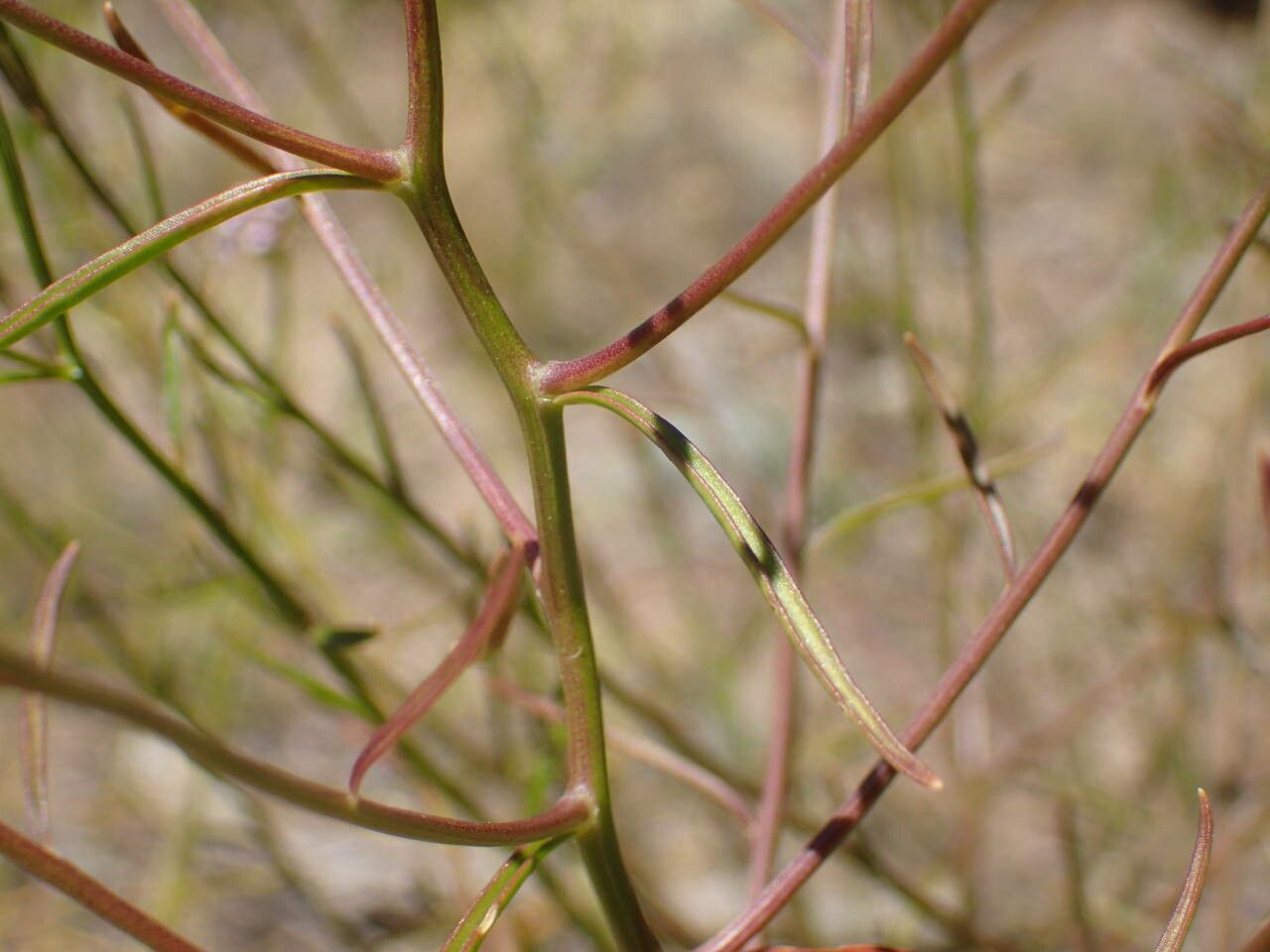 Iberis intermedia leaf