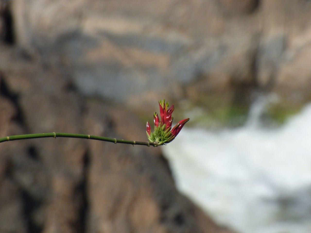 Clinacanthus nutans flower