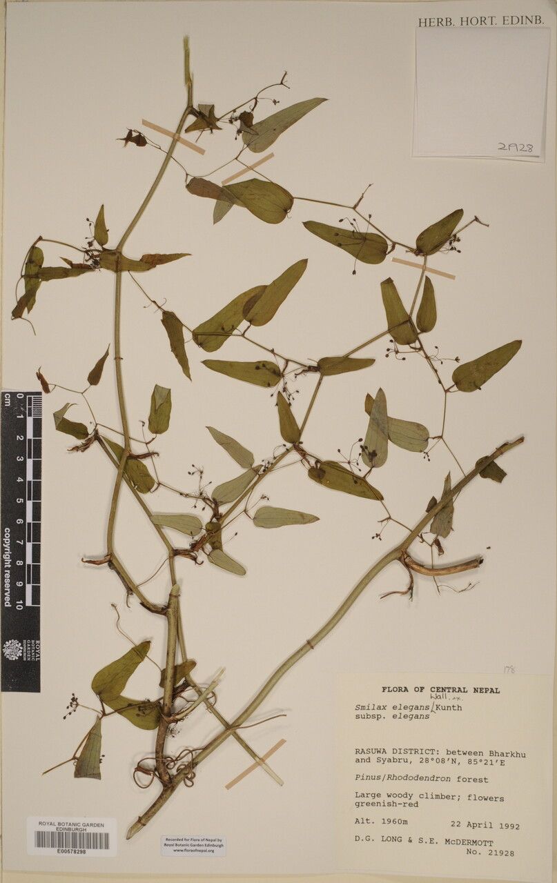 Smilax elegans other