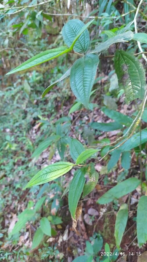 Leandra australis leaf