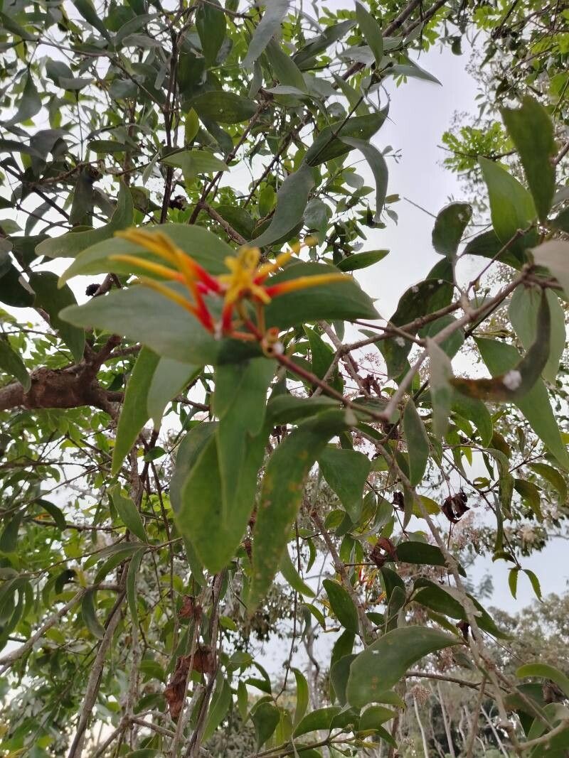 Psittacanthus cucullaris flower
