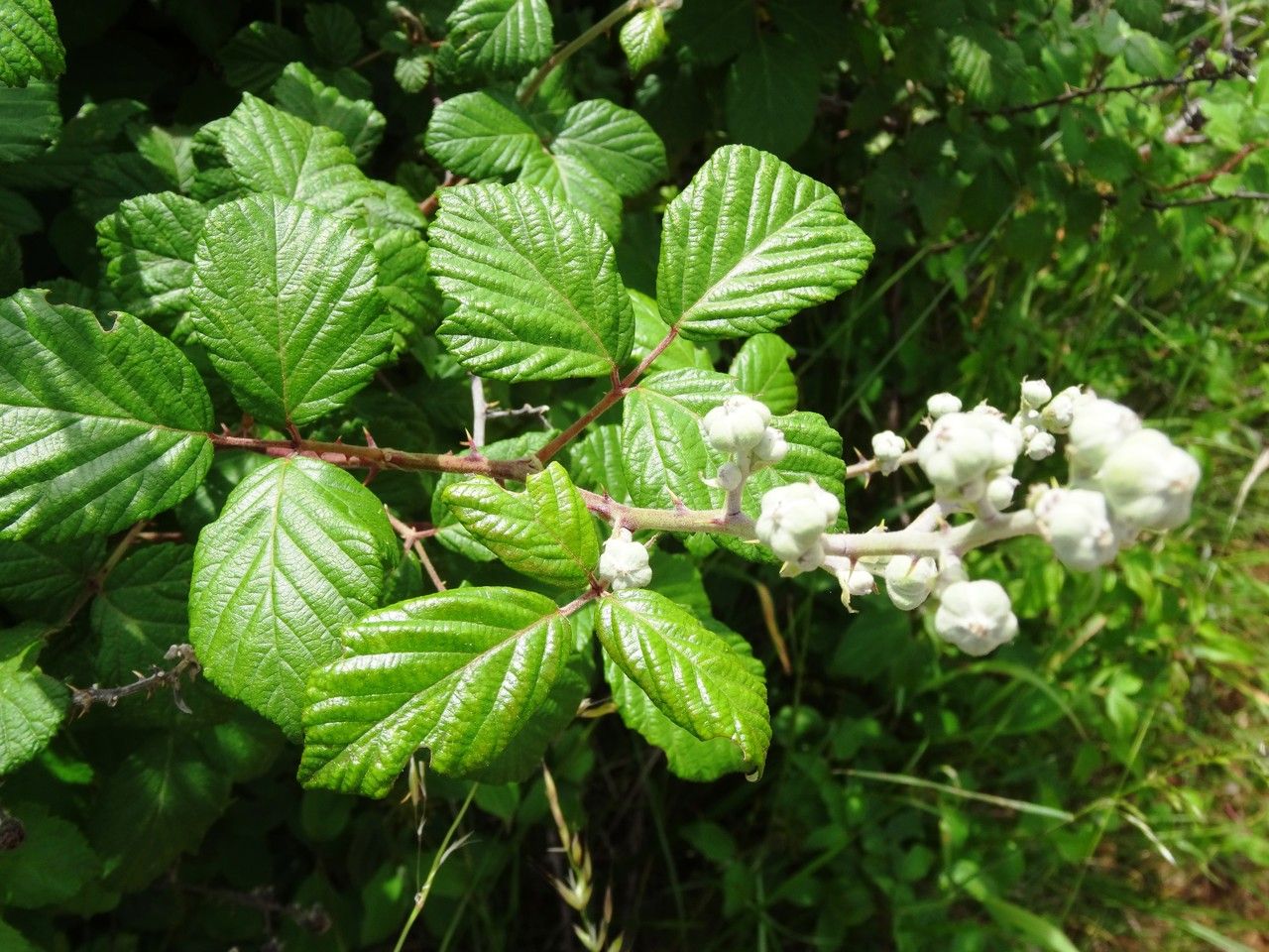 Rubus fruticosus flower