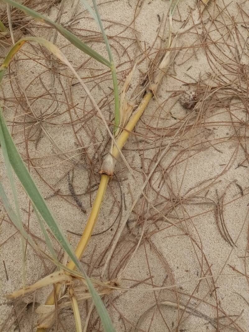 Spinifex longifolius other