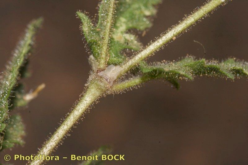 Erodium neuradifolium bark