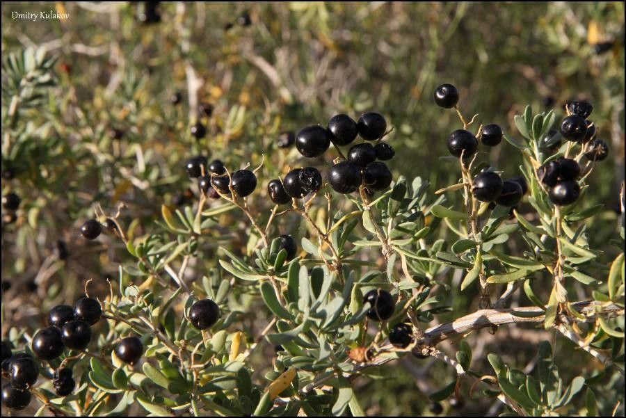 Nitraria sibirica — related species from the same genus