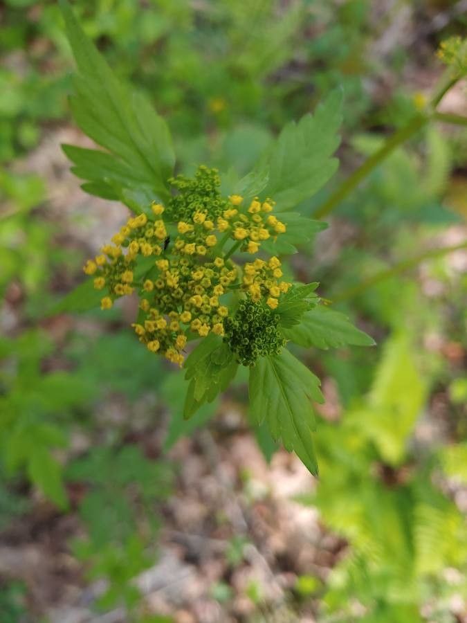 Zizia trifoliata — related species from the same genus