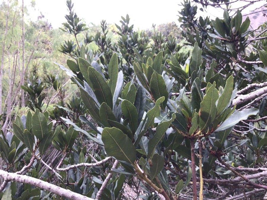 Morella faya — related species from the same genus