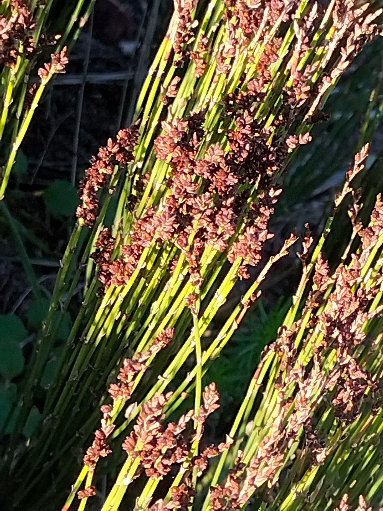 Elegia microcarpa — houseplant care guide