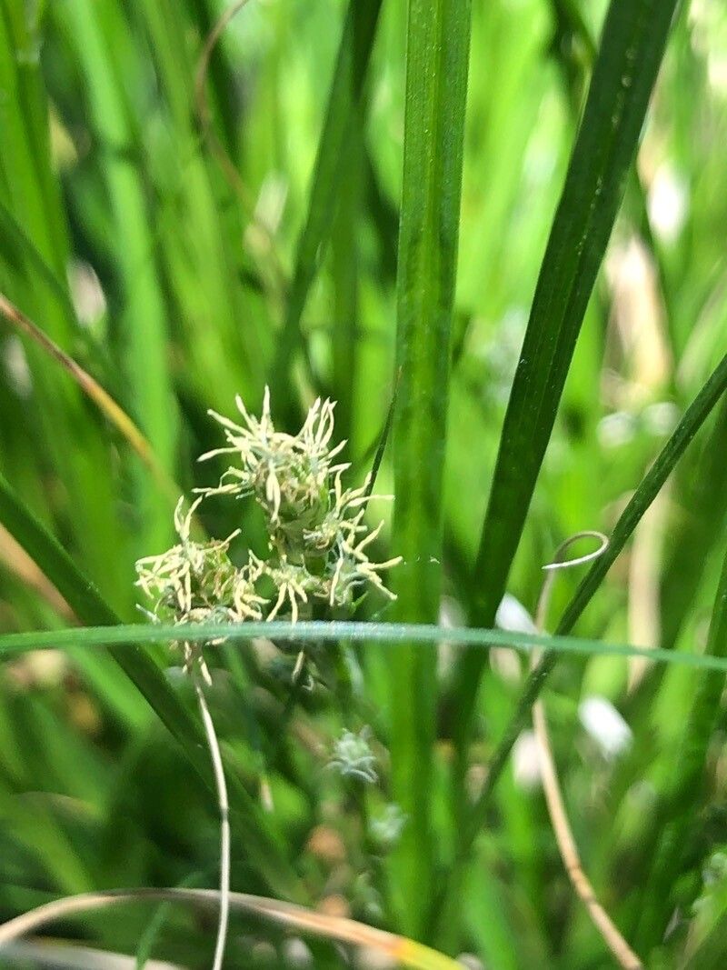 Agrostis nevadensis flower