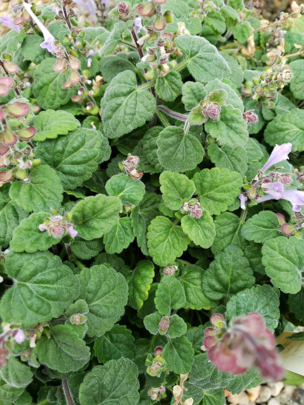 Scutellaria indica leaf
