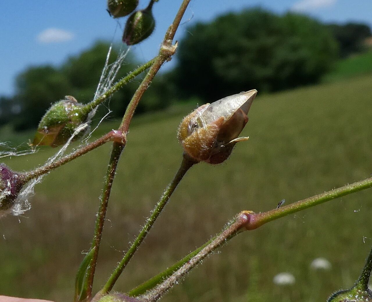 Spergula marina fruit