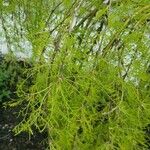 Parkinsonia aculeata