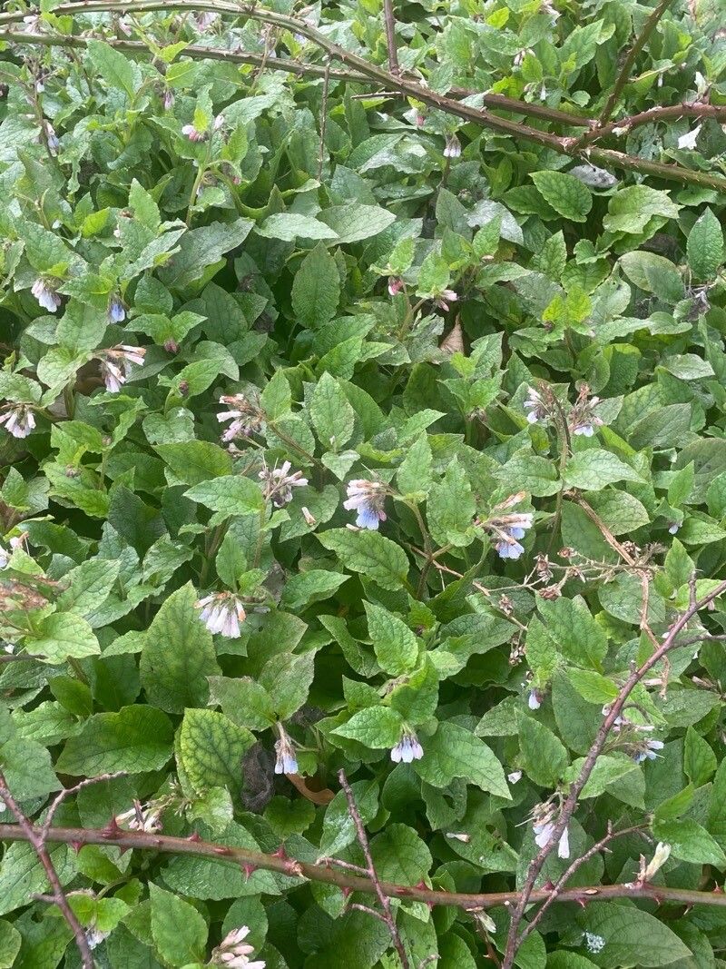 Symphytum × hidcotense habit