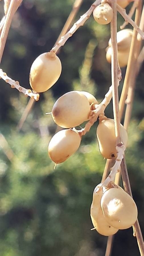 Genista sphaerocarpa fruit