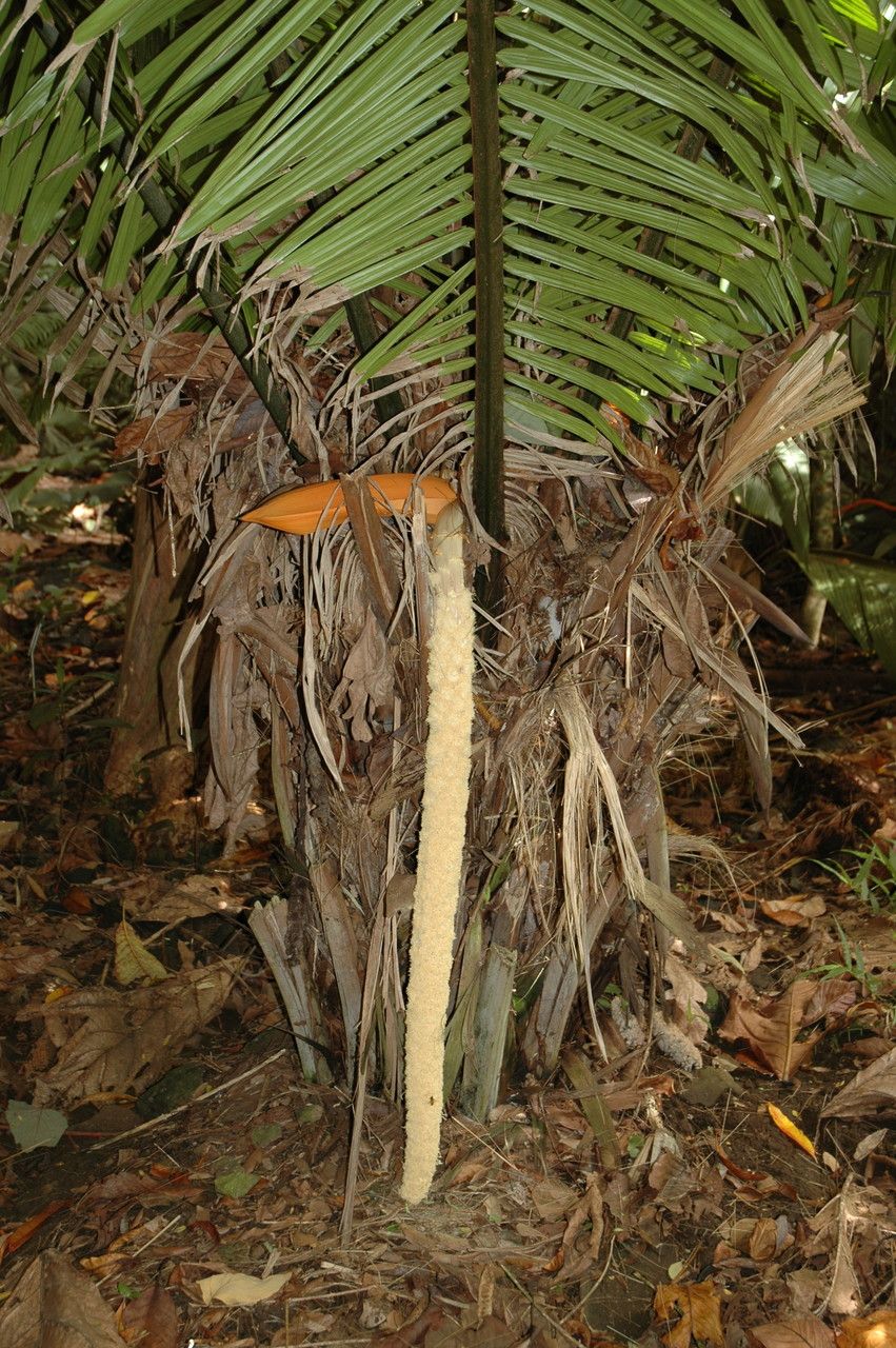 Phytelephas seemannii — search result for 'Arecaceae'