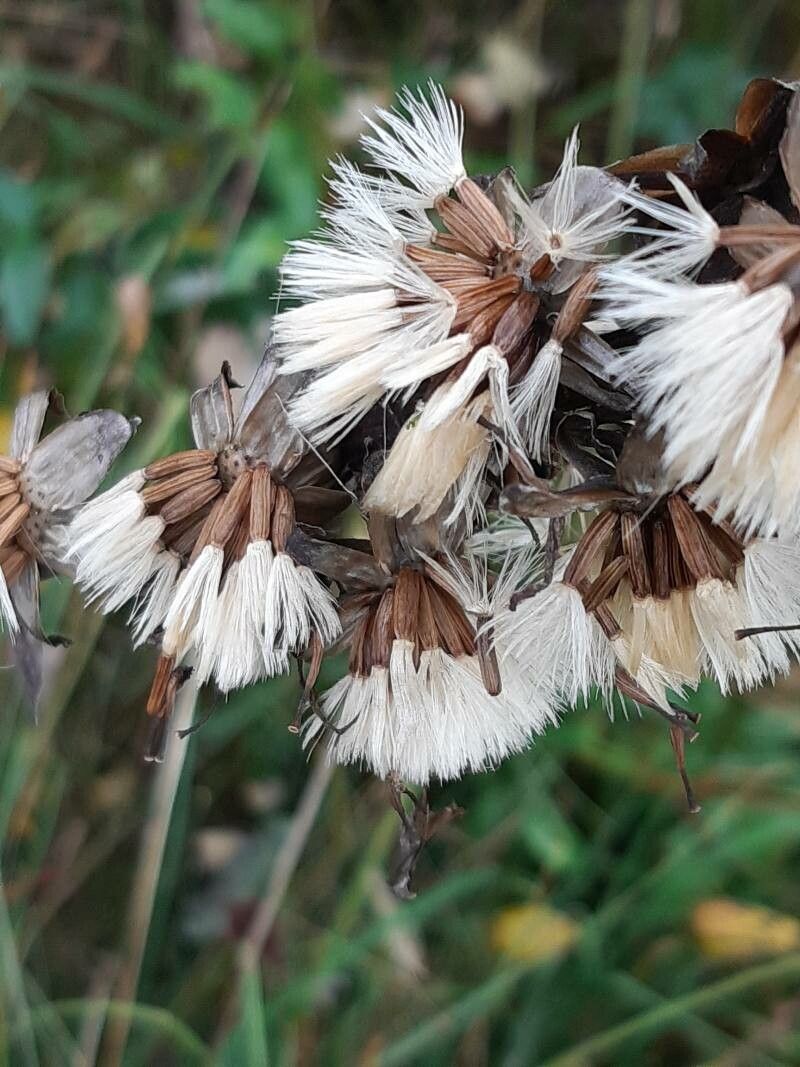 Ligularia sibirica fruit