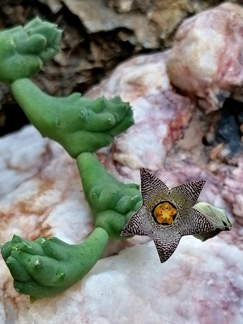 Piaranthus punctatus — related species from the same genus