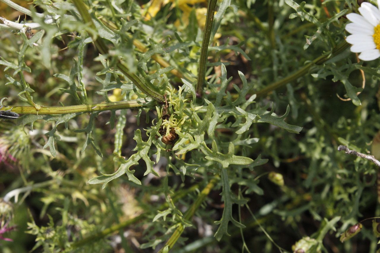 Leucanthemum delarbrei leaf