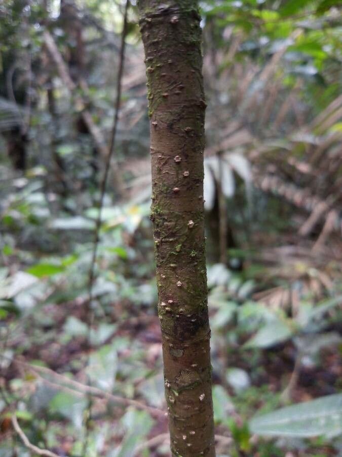 Licania membranacea bark