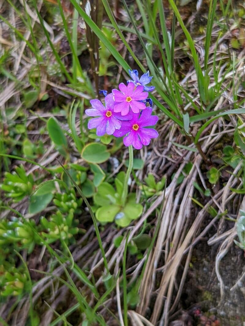 Primula glutinosa habit