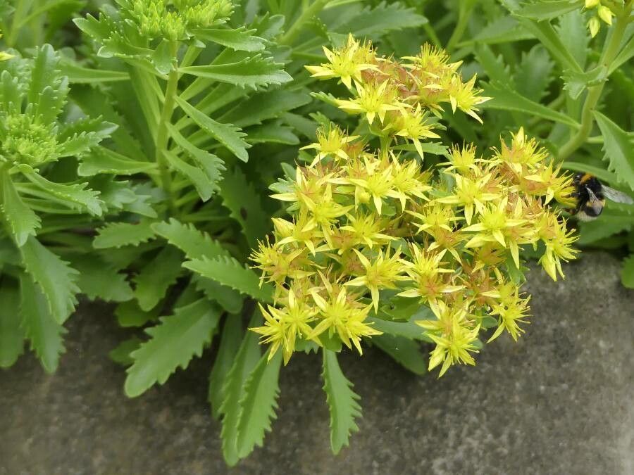 Phedimus aizoon leaf
