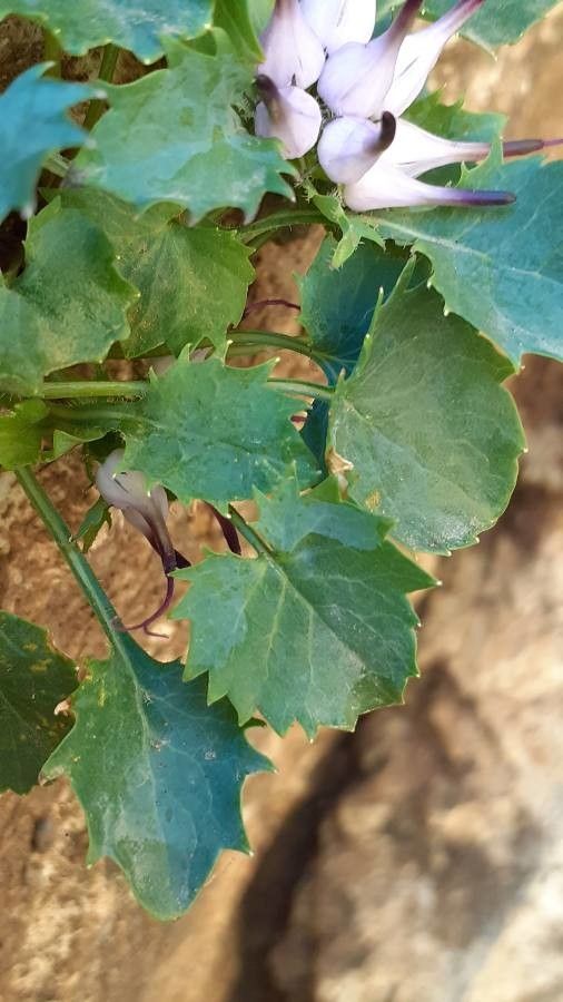 Physoplexis comosa — search result for 'Campanulaceae'