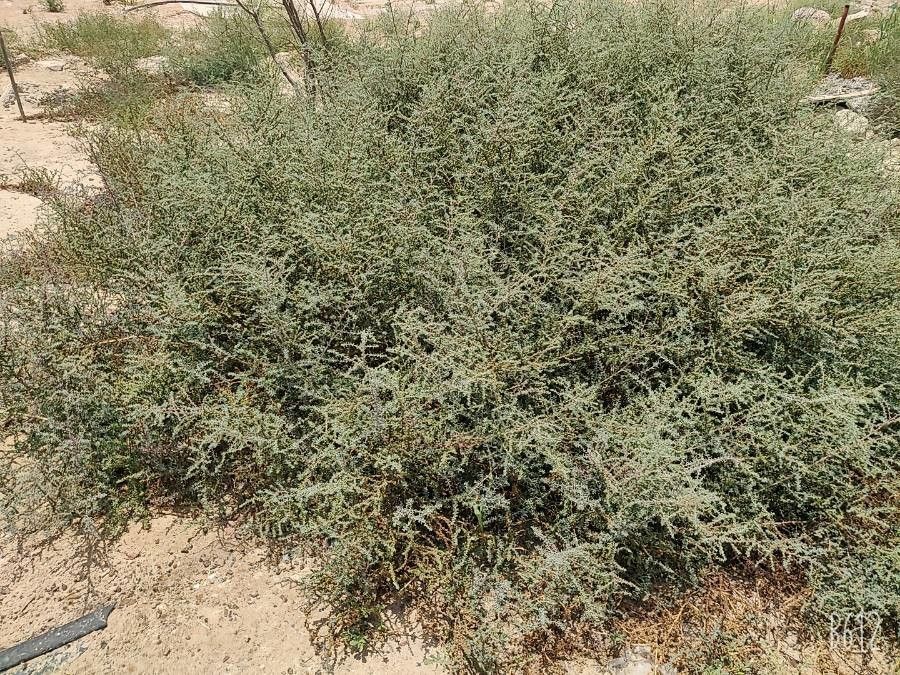 Suaeda aegyptiaca leaf