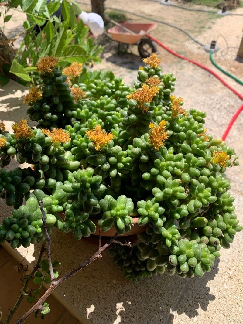 Sedum hernandezii habit