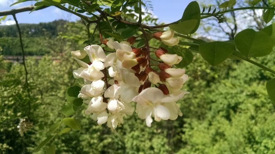 Acacia acanthaster flower