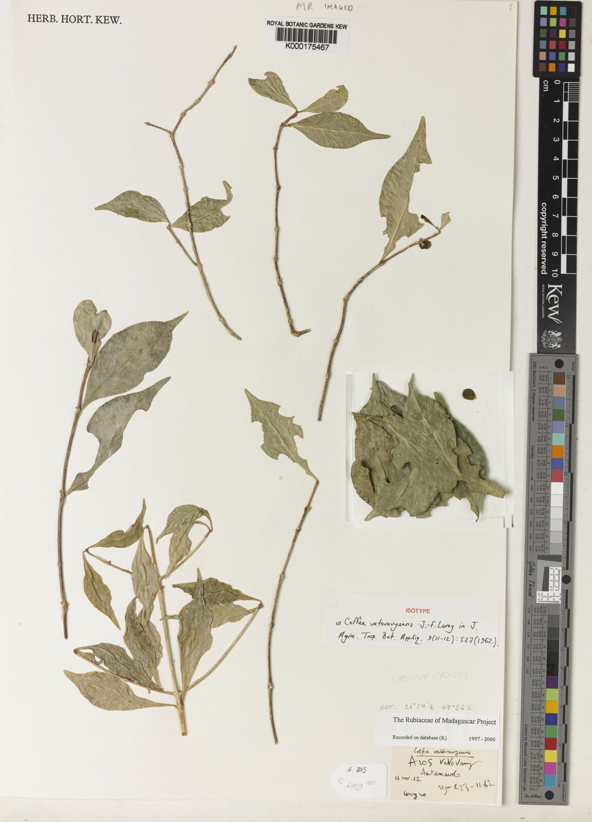 Coffea vatovavyensis — houseplant care guide