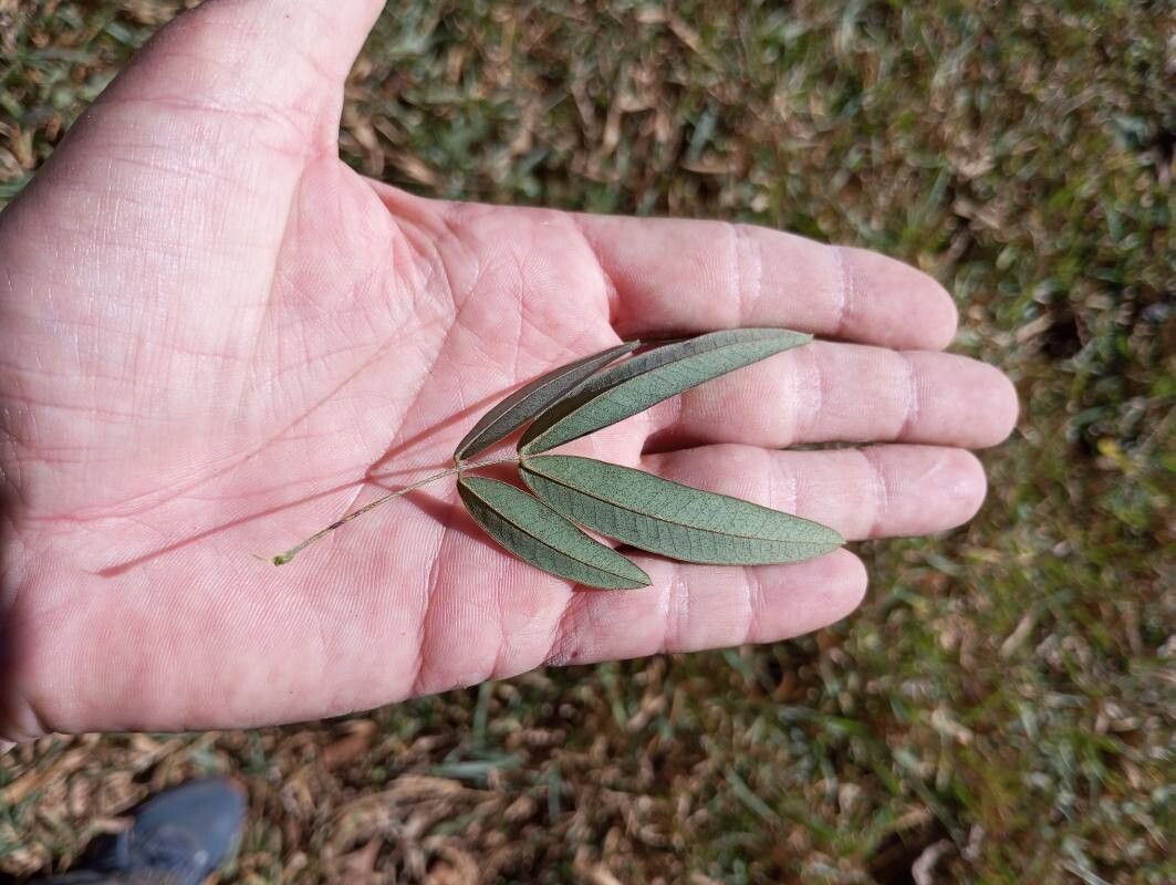 Senna splendida — search result for 'Senna'