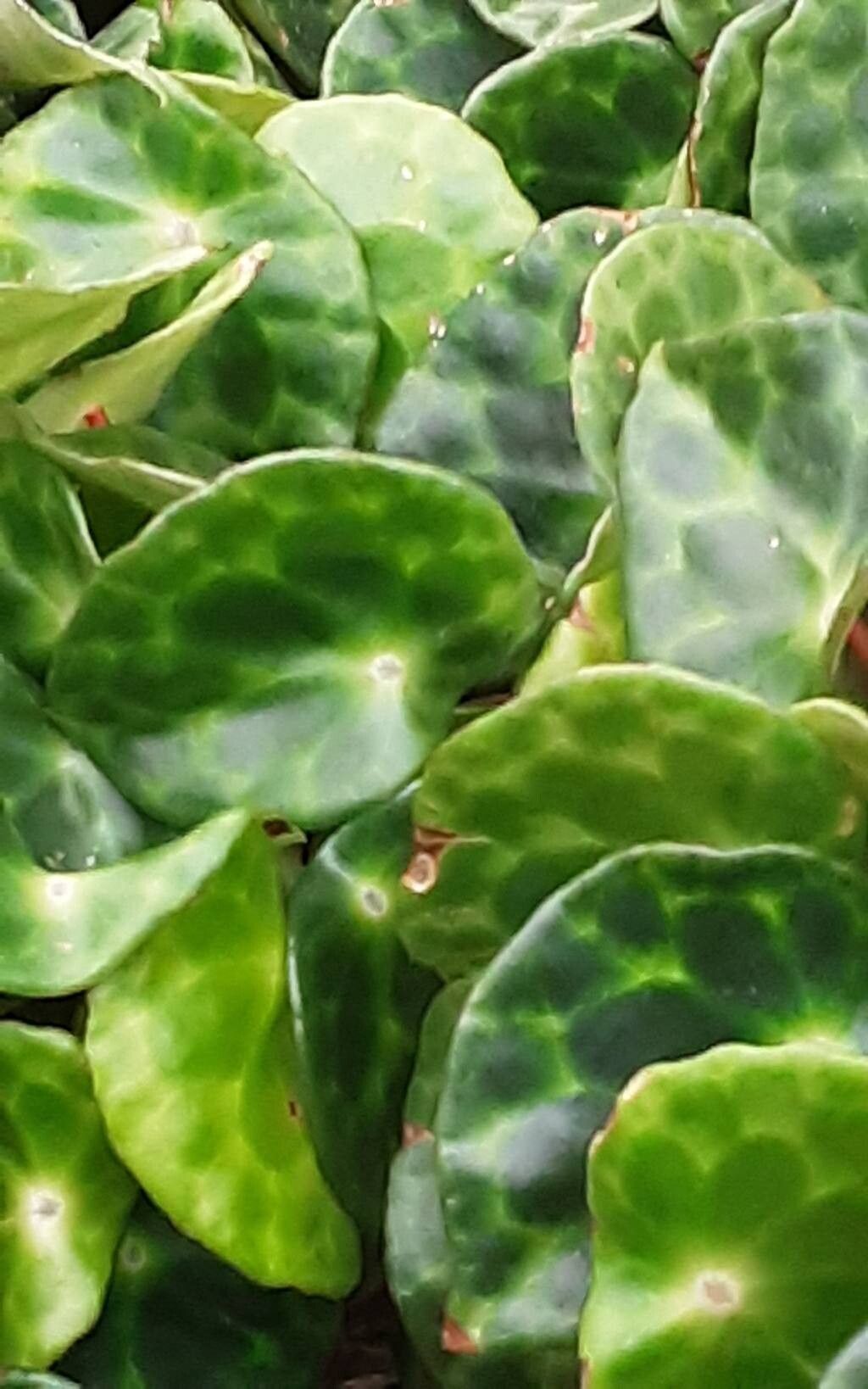 Begonia kingiana — houseplant care guide