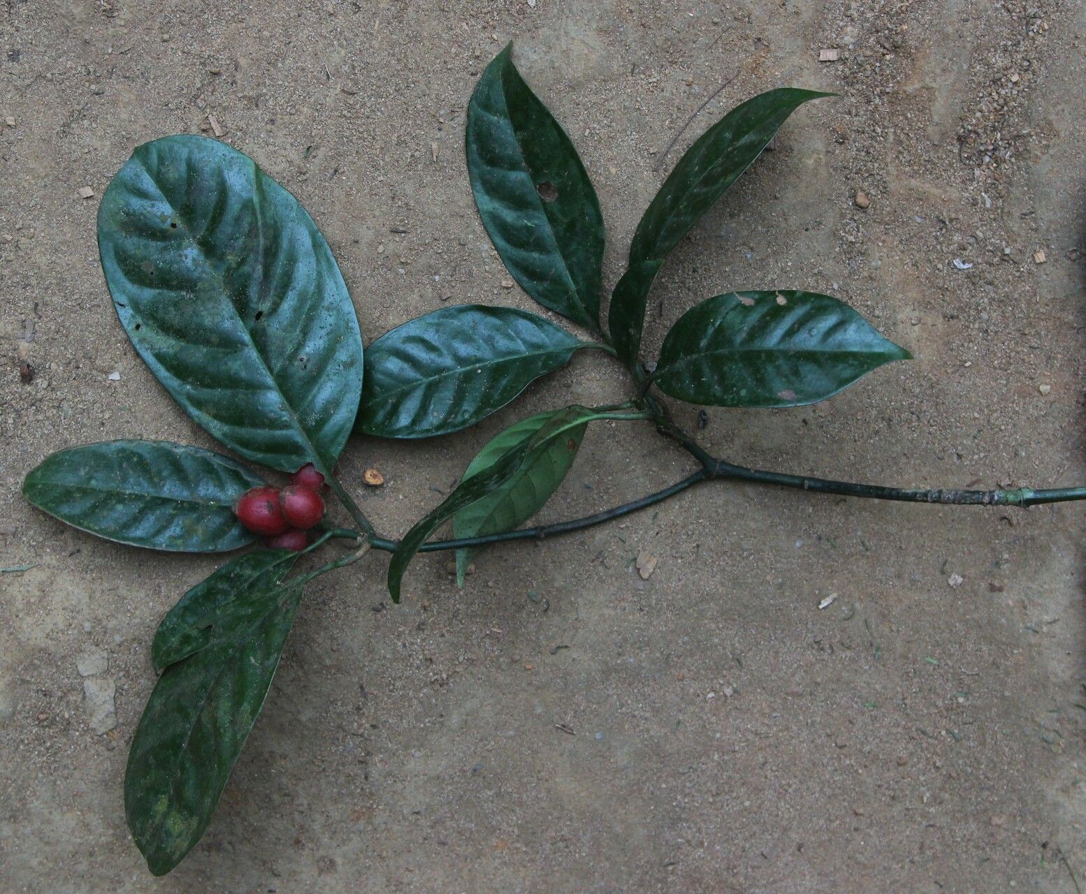 Psychotria dewildei habit
