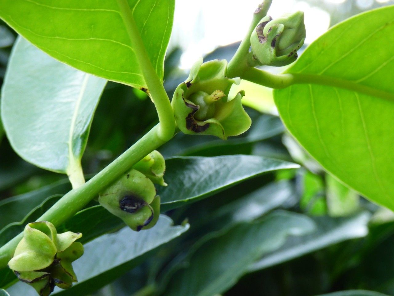Diospyros nigra fruit