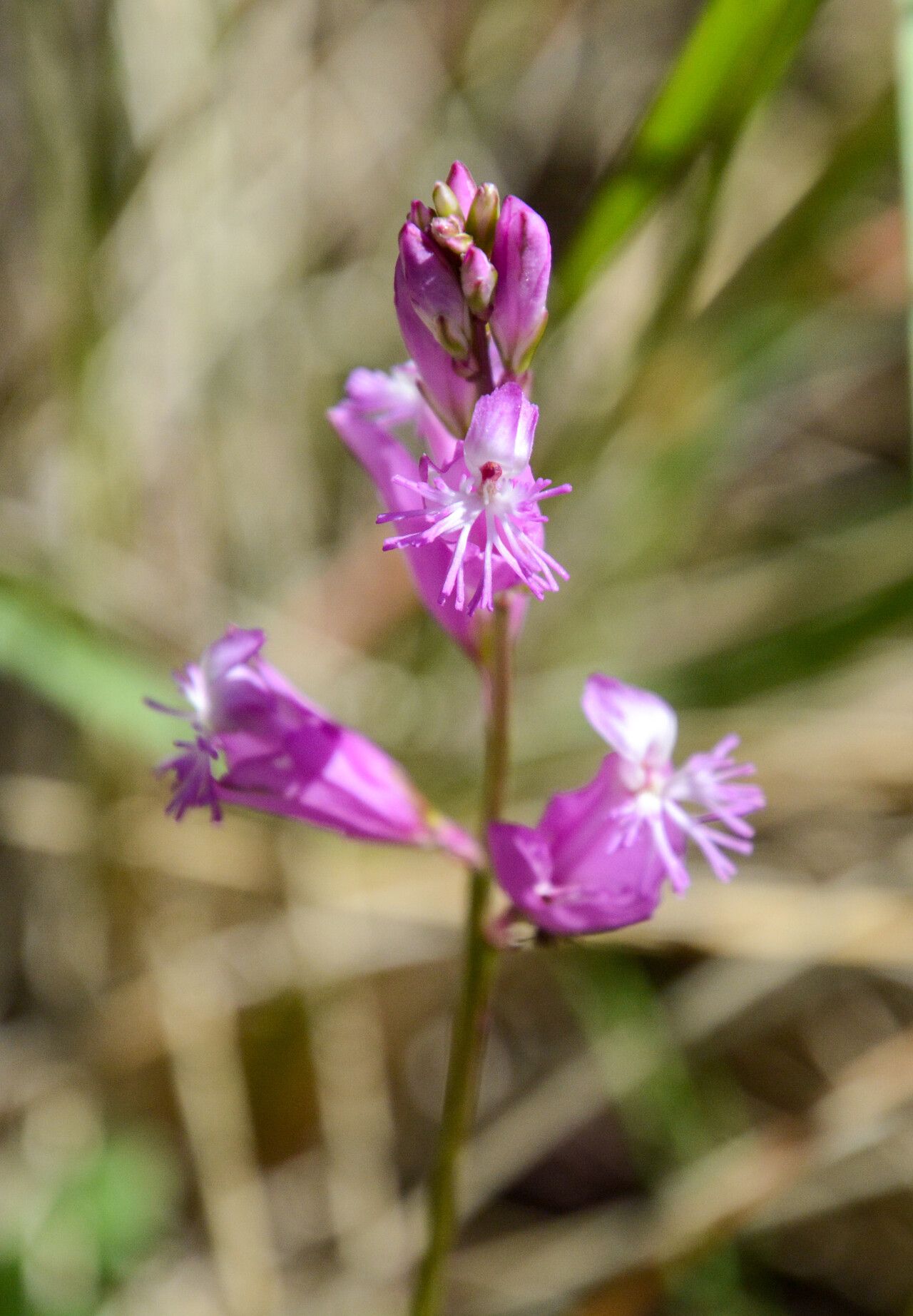Polygala boissieri — search result for 'Polygala'
