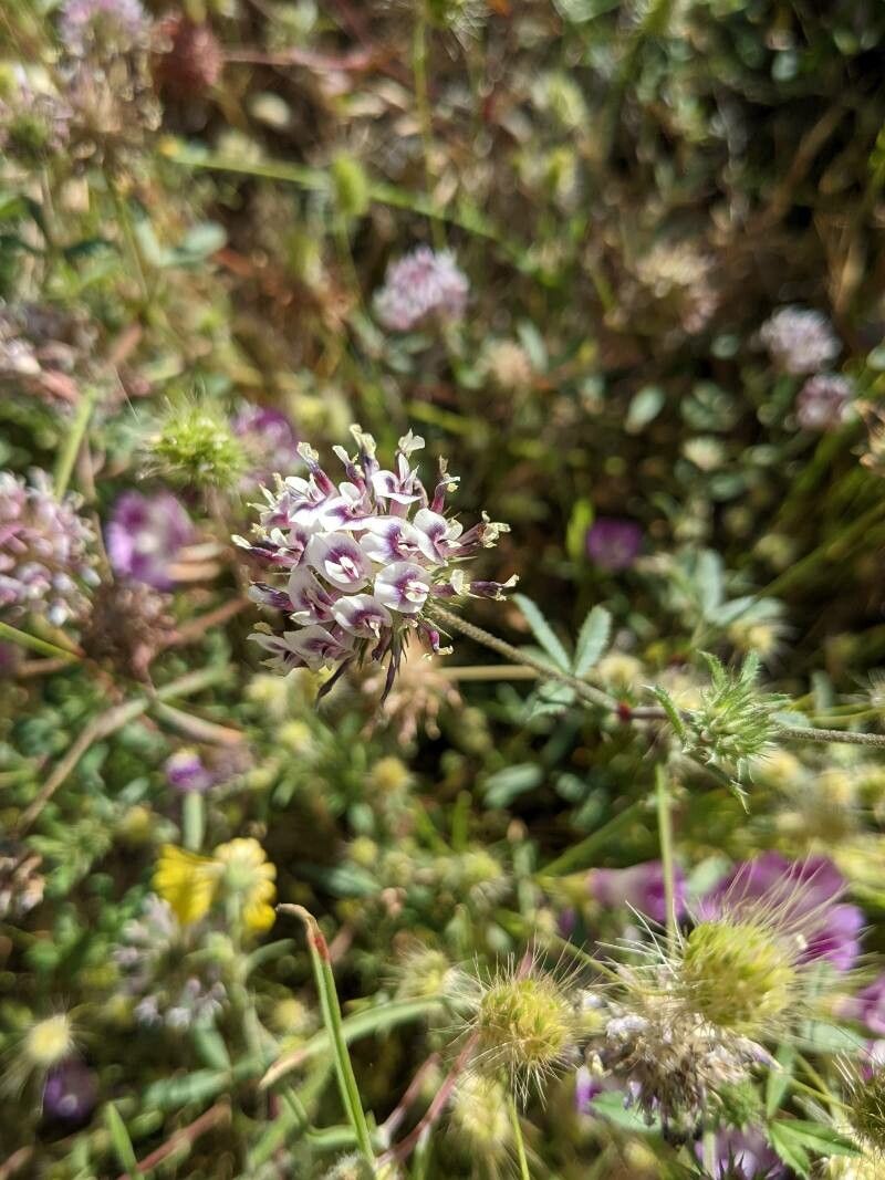 Trifolium wormskioldii flower