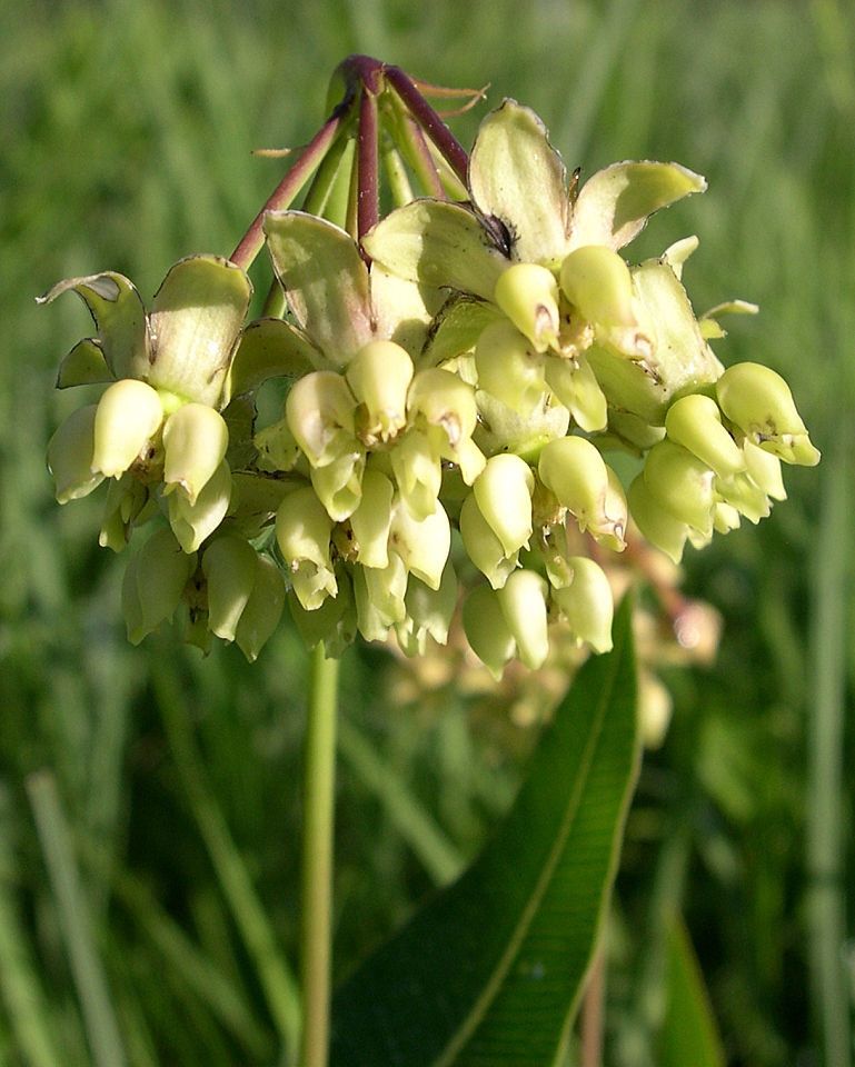 Asclepias meadii flower