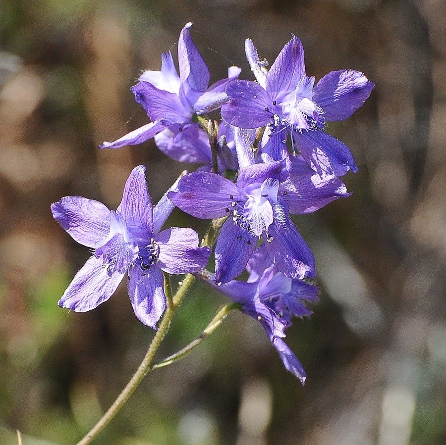 Delphinium patens flower