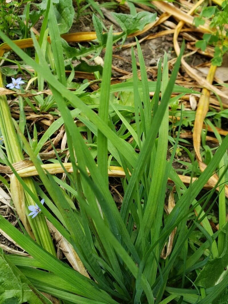 Sisyrinchium angustifolium