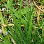 Sisyrinchium angustifolium