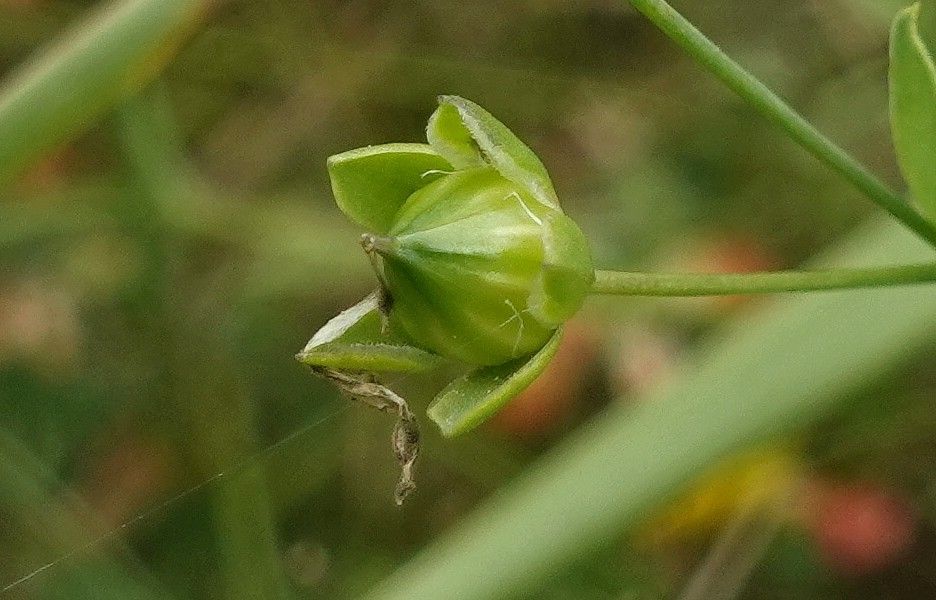 Linum usitatissimum fruit