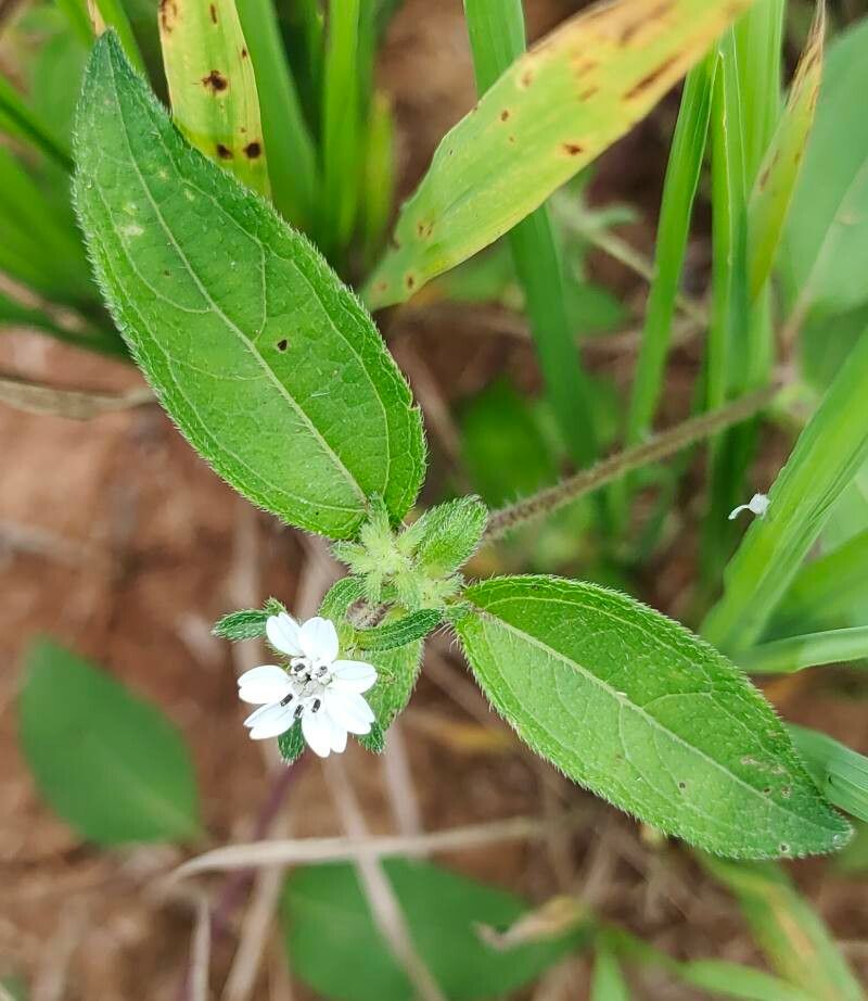 Aspilia bussei — related species from the same genus