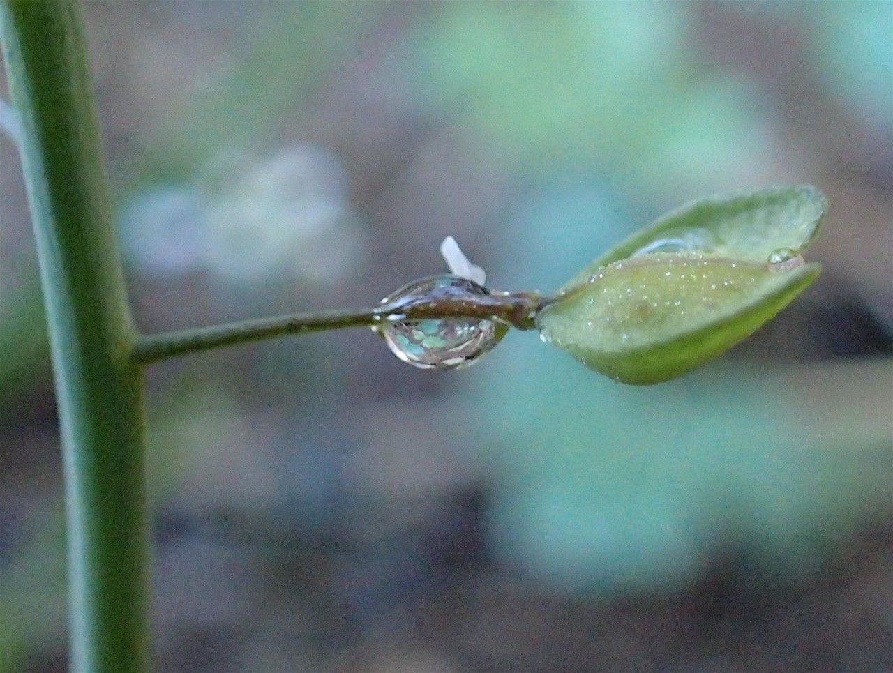 Thlaspi perfoliatum fruit