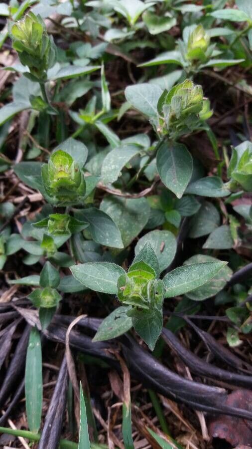 Blechum pyramidatum habit