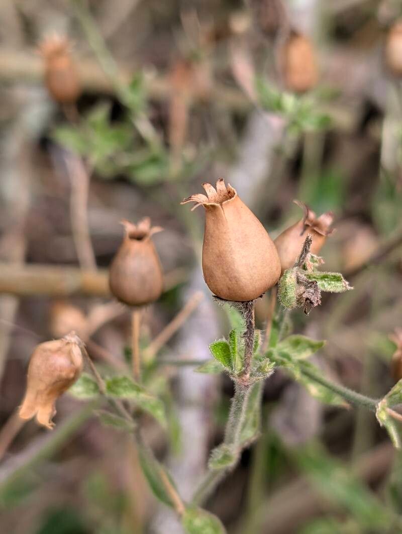 Silene × hampeana fruit