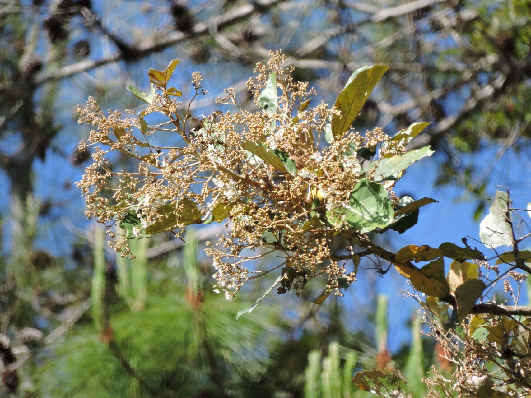 Dombeya lucida flower