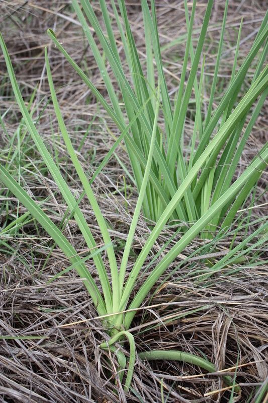 Crinum biflorum habit