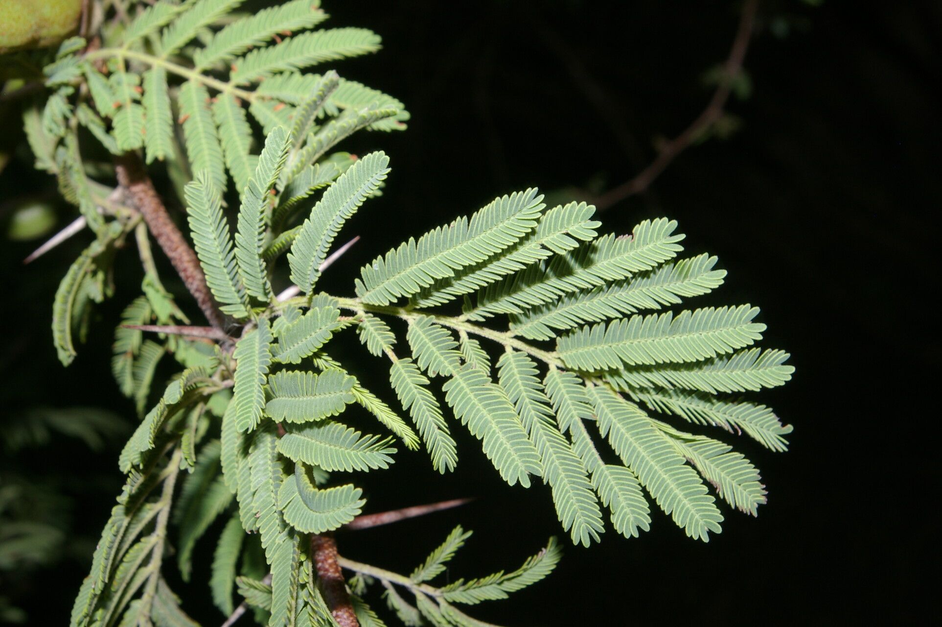 Vachellia guanacastensis — houseplant care guide