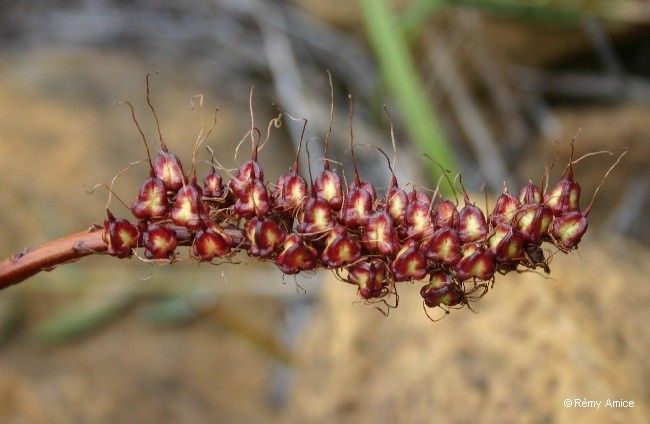 Xeronema moorei fruit